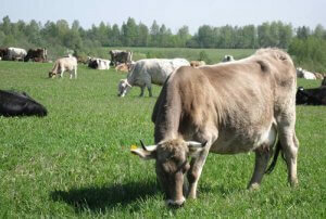 Джерсейская порода коров: характеристика, фото