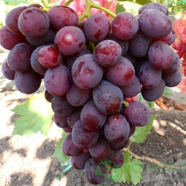 Описание сорта винограда заря несветая: фото, видео и отзывы | vinograd-loza