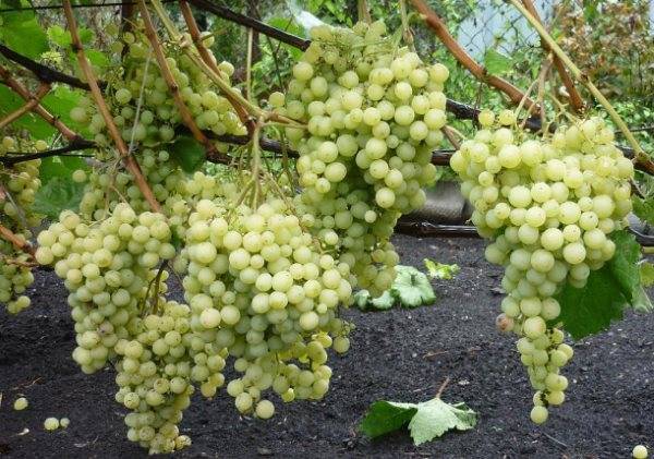 Описание и характеристики винограда сорта галахад, достоинства и недостатки