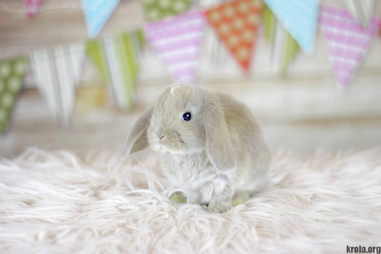 Как правильно ухаживать за декоративными вислоухими кроликами