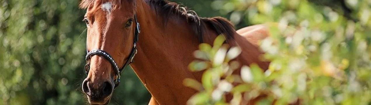 Отличительные черты тракененской породы лошадей
