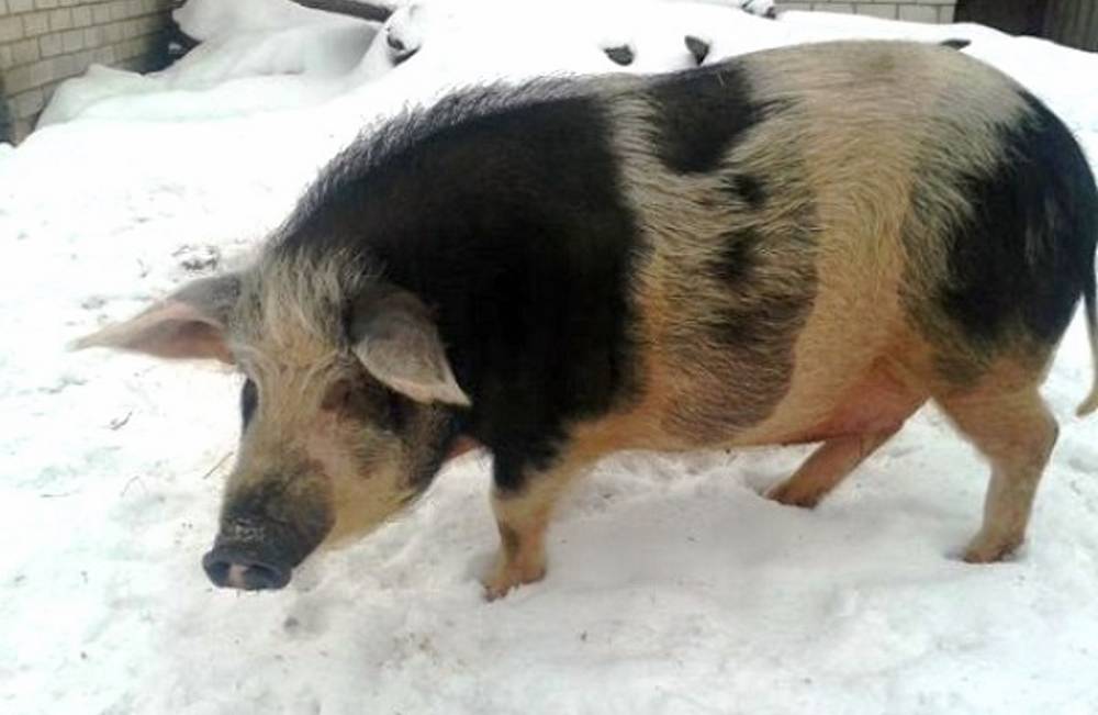 Кармалы – порода свиней или нет, достоверно о гибриде 2020