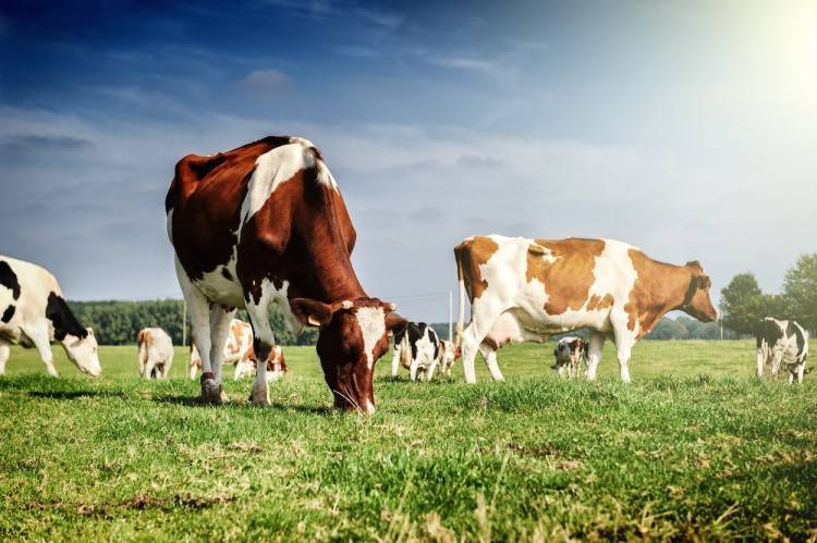 Фибринозный мастит у коров: лечение и профилактика