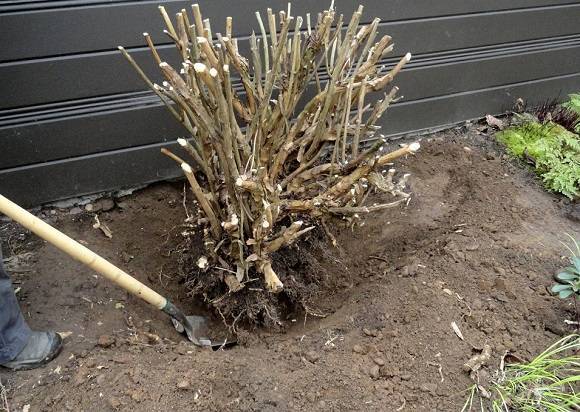 Как правильно посадить гортензию в открытый грунт весной?