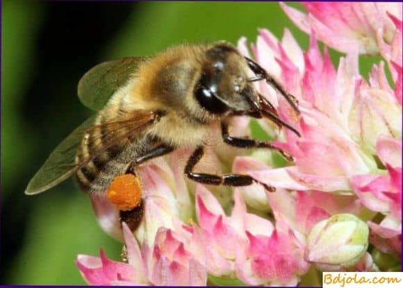 Трудовые будни общественных насекомых: что собирают пчелы пыльцу или нектар