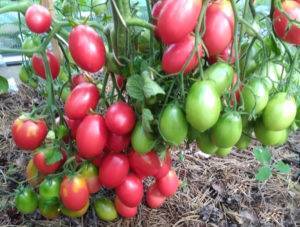Томат "красные щечки f1": описание сорта, характеристики плодов, рекомендации по выращиванию помидор
