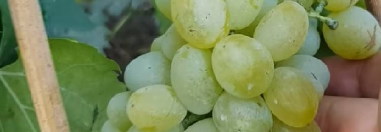 Сорт винограда элегант: что нужно знать о нем, описание сорта, отзывы