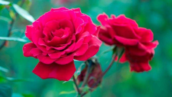 Когда лучше сажать розы - весной или осенью? правила посадки роз в открытый грунт