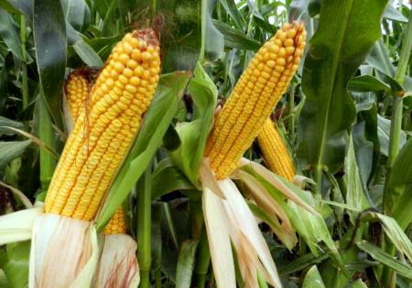 Уборка кукурузы на зерно и силос: сроки, способы, инструкции