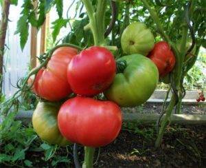 Серия томатов «малиновое чудо»: чем они так хороши, почему их стоит выращивать и как это сделать правильно
