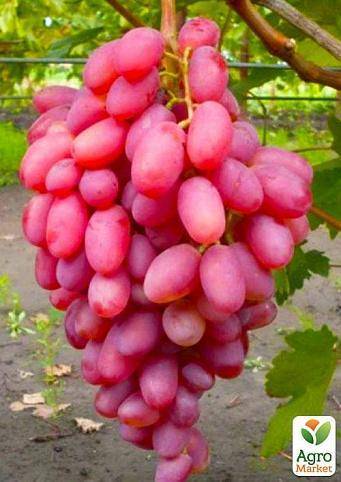 Описание сорта винограда магистр: фото и отзывы | vinograd-loza