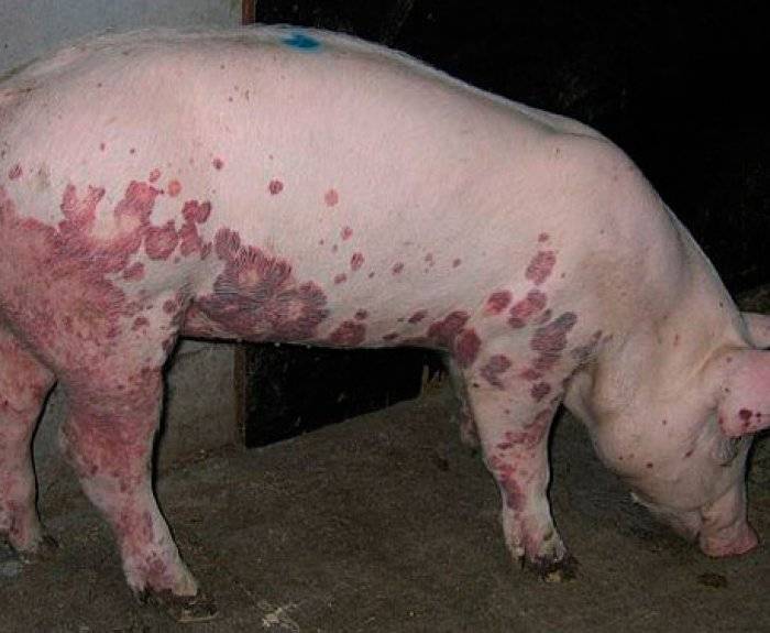Чума свиней: симптомы и лечение, фото