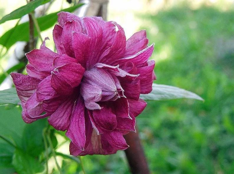 Клематисы «пурпуреа плена элеганс»: описание, рекомендации по выращиванию и разведению