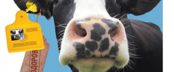 Бешенство коров и крс: симптомы и профилактика