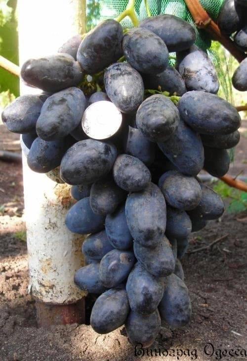 Виноград сорта низина – неприхотливый сорт с крупными ягодами