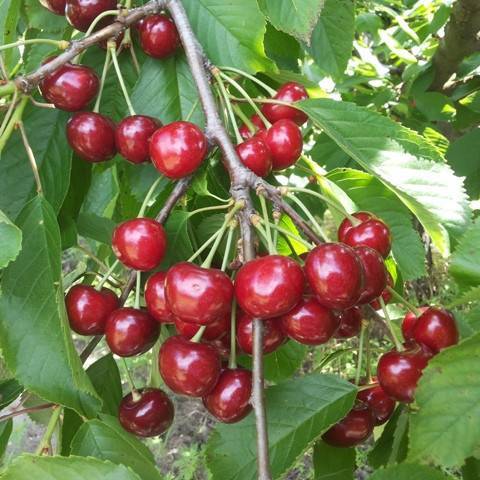 Сорт вишни чернокорка — особенности посадки и ухода