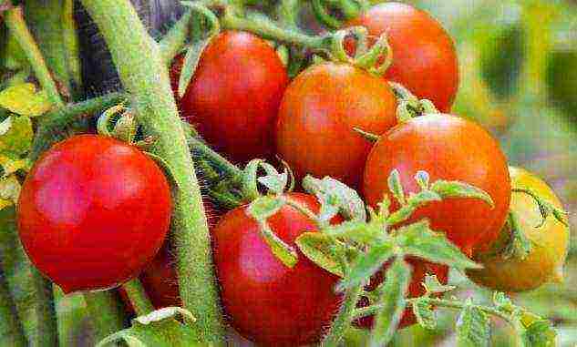 Томат «ультраскороспелый»: описание и урожайность сорта, особенности выращивания и ухода