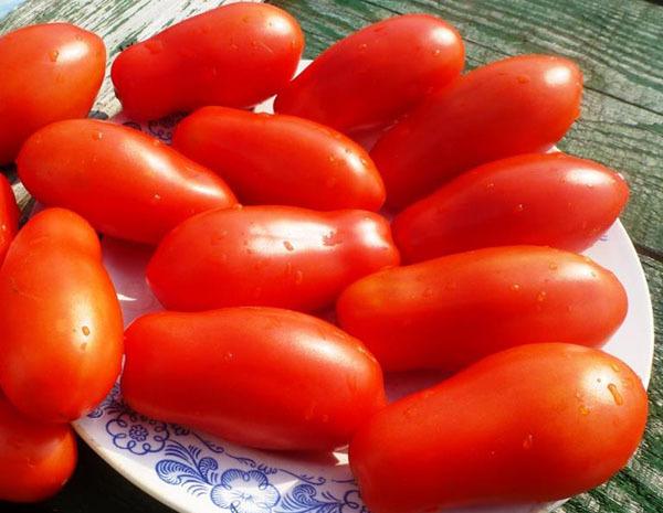 Всеми любимый томат «дамские пальчики»: описание, характеристика и фото сорта