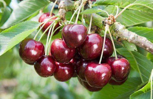 Черешня тютчевка — садовая красавица с полезными и вкусными плодами