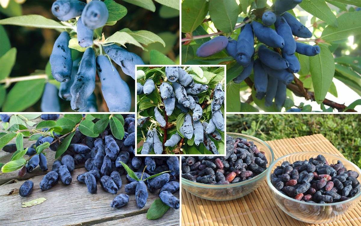 Жимолость голубой десерт: характеристика и особенности выращивания