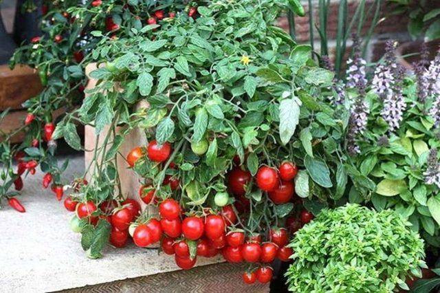 Характеристики и выращивание сорта томата линда