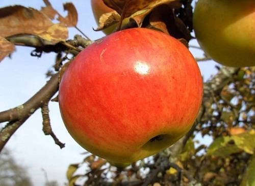 Как обрезать молодую яблоню осенью + схема