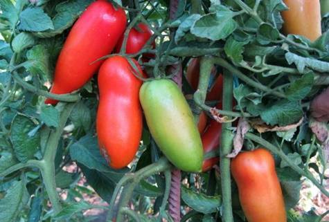 Томат алый мустанг: характеристика и описание сорта, отзывы тех кто сажал помидоры и фото урожайности
