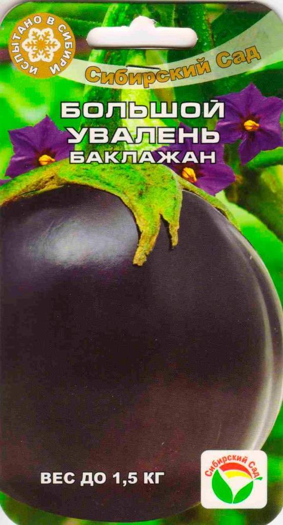 Баклажан «большой увалень» — овощ, в котором необычно все
