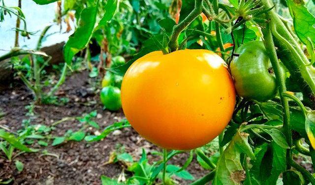 Характеристика и описание сорта томата гигант лимонный, его урожайность