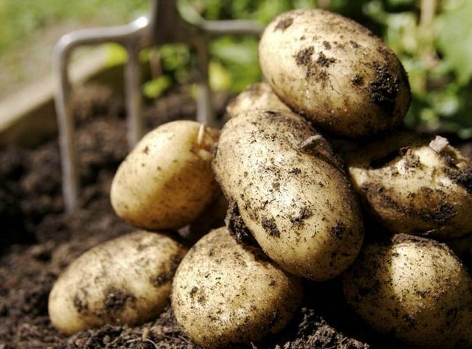 Картофель адретта: 8 особенностей и 10 советов по выращиванию и хранению