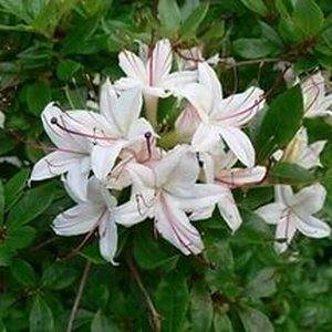 Рододендрон листопадный Кэннонс Дабл