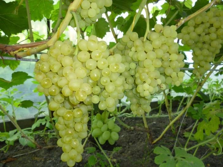 Описание сорта винограда «кишмиш 342» — если хотите вкусного винограда