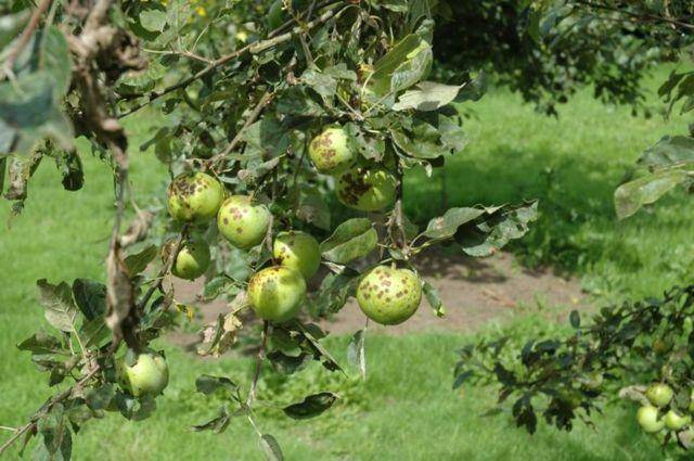Обработка яблонь весной — когда и чем