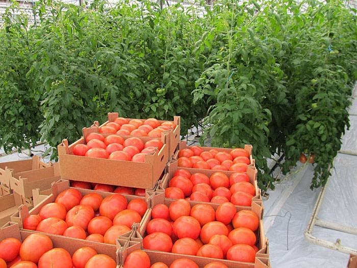 Лучшие помидоры для теплицы из поликарбоната сорта: семена томатов и ранние гибриды, какие из низкорослых сажать