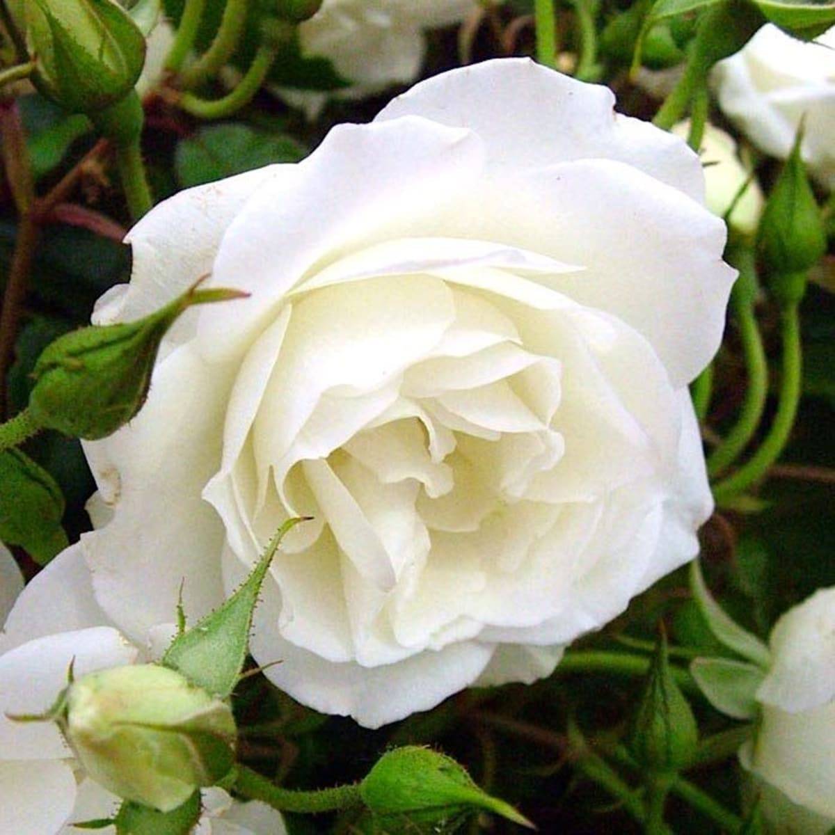 Плетистые розы – что нужно знать начинающему розоводу
