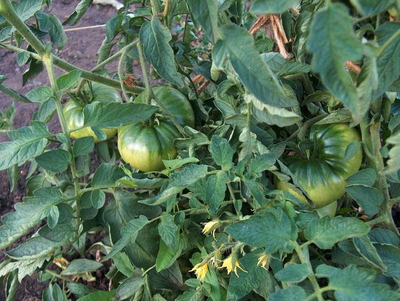 Почему скручиваются листья у томатов в дачной теплице?