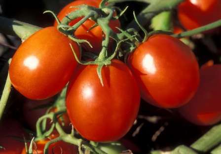 Высаживаем в сибири томаты в теплицу