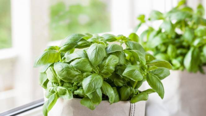 Условия выращивания растения базилик из семян в домашних условиях: правильный уход, урожай на окне и на грядке