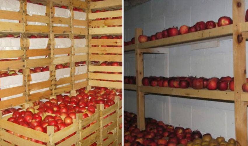 Температура и условия хранения яблок на зиму в погребе и квартире