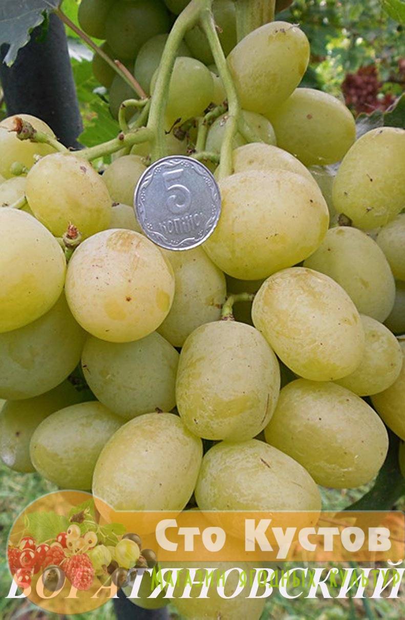 Сорт винограду «богатяновский»: характеристика, агротехніка вирощування