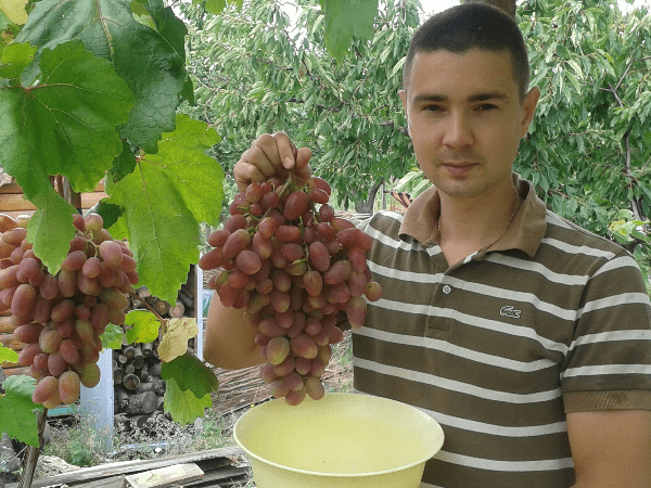 Описание сорта винограда преображение