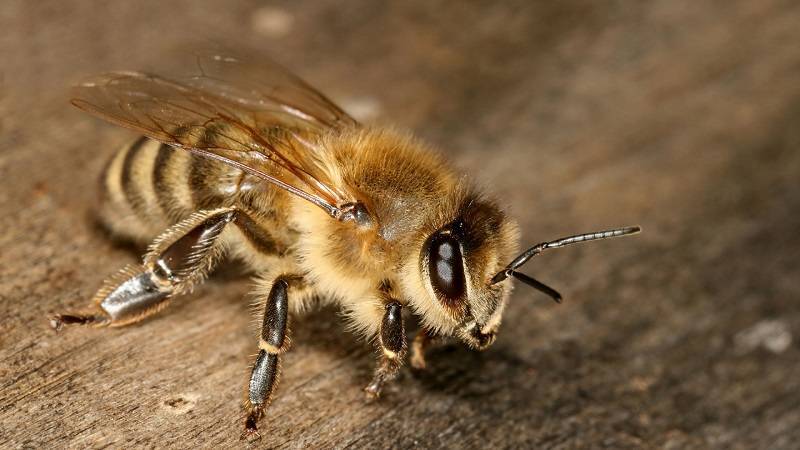 Виды и разновидности диких пчел