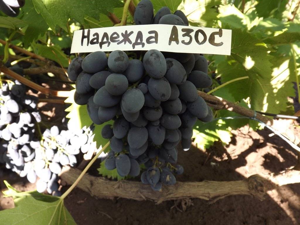 Три надежды винограда: азос, аксайская и ранняя — всё о сортах