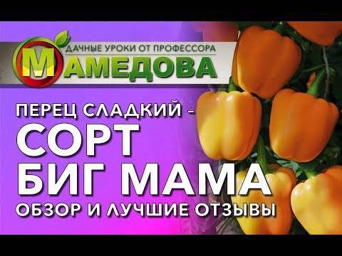 Перец биг мама — описание и характеристика сорта