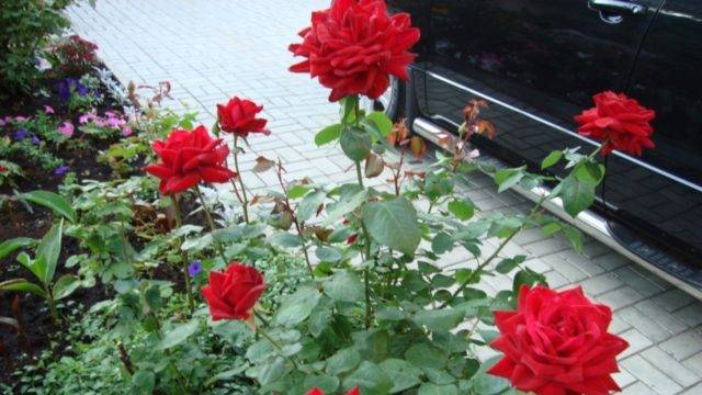 Все секреты выращивания кустовой пионовидной розы пиано