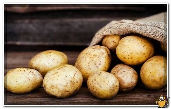 Сорт картофеля «мелодия»: характеристика, описание, урожайность, отзывы и фото