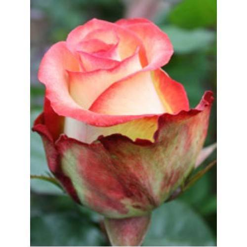 Чайно-гибридные розы: в чем их отличия