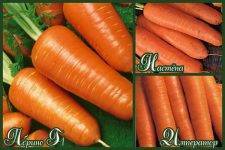 Топ-8 самых сладких сортов моркови для соков, салатов и пирогов