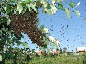 Пчелы сидят на прилетной доске и ничего не делают