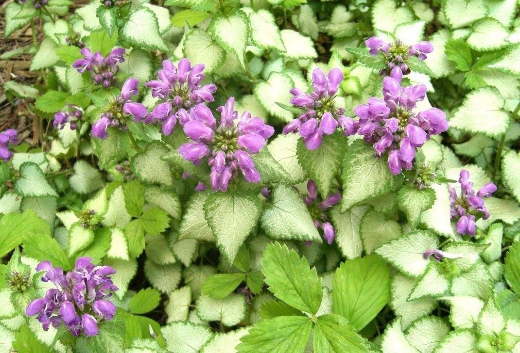 Яснотка пурпурная: лекарственные свойства, описание растения